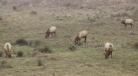 Bull Elk who are bachelors for another year.