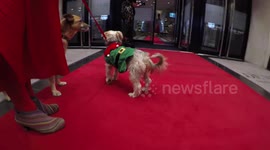 Cute Dogs Departing The Mayhew's Tinsel and Tails Christmas Fundraiser