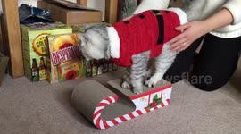 Cat in Santa outfit mounts Christmas sleigh