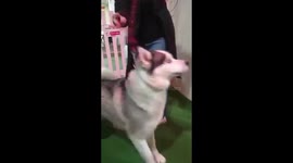Siberian Husky Reunited with Owner