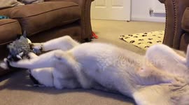 Siberian husky LOVES his new toy