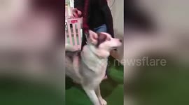 Newsflare Edit - Siberian Husky Reunited with Owner