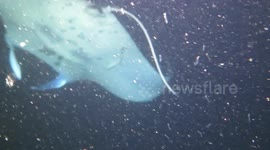 Diver screams as she collides with huge manta ray underwater