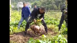 Chinese villager harvests GIANT 41kg sweet potato