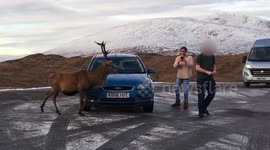 Scottish man gets knocked by wild deer in car park