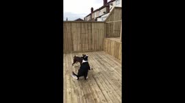 Border Collies