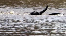 Baby Elephant cross deep river with Mommy
