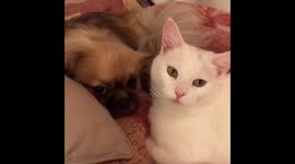 Cat-Love...