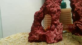 Smiley the fish: You can't see me - Day #106