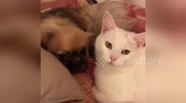 Newsflare Edit - Cat-Love...