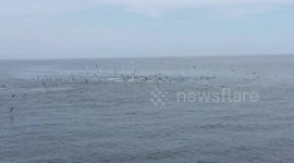 Whale watch cape cod