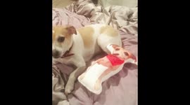 Dog gets protective over his custom made pillow which is him