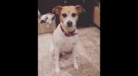 Dog eats pistachio just like a human