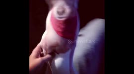 Dog acts crazy when he sees his own selfie pillow