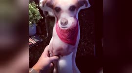 Dog acts crazy when he sees his own 'selfie pillow'