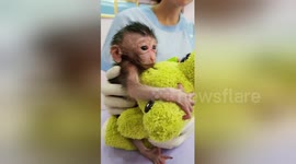 Baby monkey hugs cuddly toy while being treated by vets