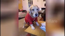 Cute dog in his Christmas jumper looking jolly