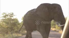 Elephant won't let tourists vehicle pass
