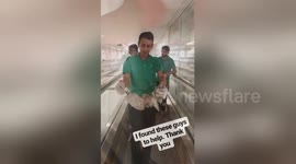 Men helps out owl trapped between railings