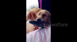 Golden retriever desperately tries to attract owner's attention
