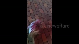 Poodle plays dead when owner pretends to shoot her