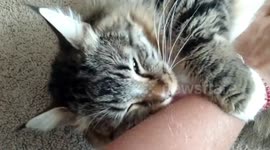 3 Legged Kitten Needs His Owners Help To Clean His Face