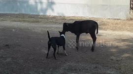 cow and dog fighting with each other