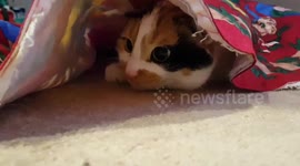 Cute cat hides under Christmas tree