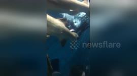 Newsflare Edit - Santa swims with sharks