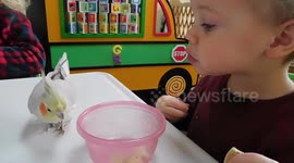 Baby snacks with Cockatiel
