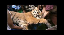 Evacuation of Sumatra tiger