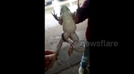 Frog born with five legs in central China