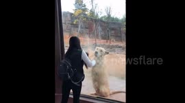 Lion plays with girl at Hangzhou Safari Park