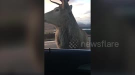 Remarkable moment a stag, at the end of rutting season, came to the door of a stunned driver.