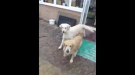 Dog's excited It's snowing artic blast