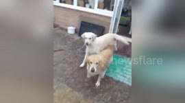 Newsflare Edit - Dog's excited It's snowing artic blast