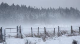 Blowing Snow Whips Across Morning Road