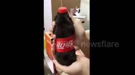 Man dresses up tiny puppy as bottle of Coca-Cola