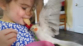 Cockatiel snacktime