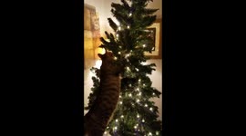 Cat bends Christmas tree out of shape