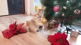 Cute cat Lily uses Christmas tree bauble like a punchbag