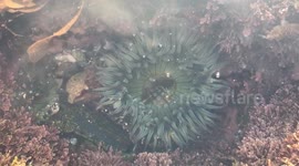 Sea anemone from our view