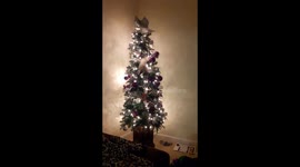 Meowy Christmas...