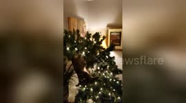 Cat climbs to top of Christmas tree and bends it hopelessly out of shape