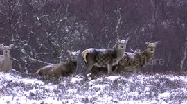 Storm Caroline brings strong winds and heavy snows to Scottish highlands