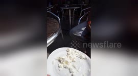 Newsflare Edit - Prank war - surprise pie in the face - follow up