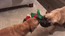 Two dogs fighting over a new Christmas toy