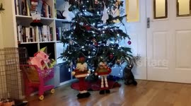 Cat playing with decorations on Christmas tree