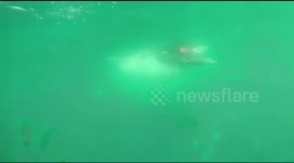 Swimming with Sharks