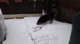 Henry the dog see's snow for the first time and loves it!